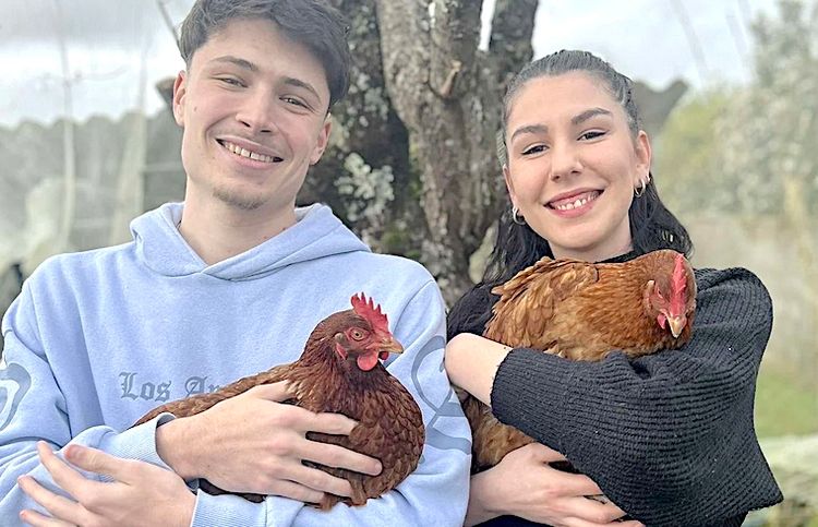 1500 COUPS DE POUCE - Des milliers de poules à adopter en Bigorre et dans le Gers